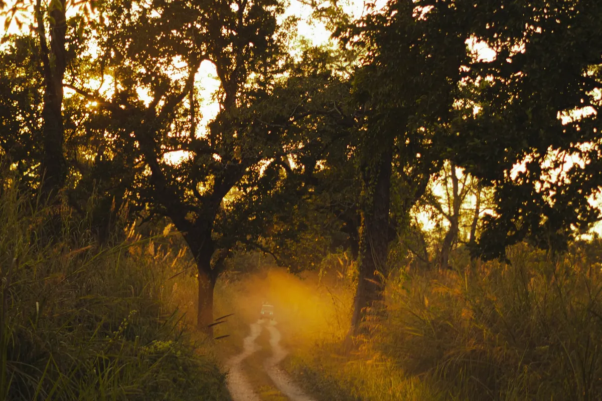 Chemin de terre dans une clairière, à la lumière dorée du soir