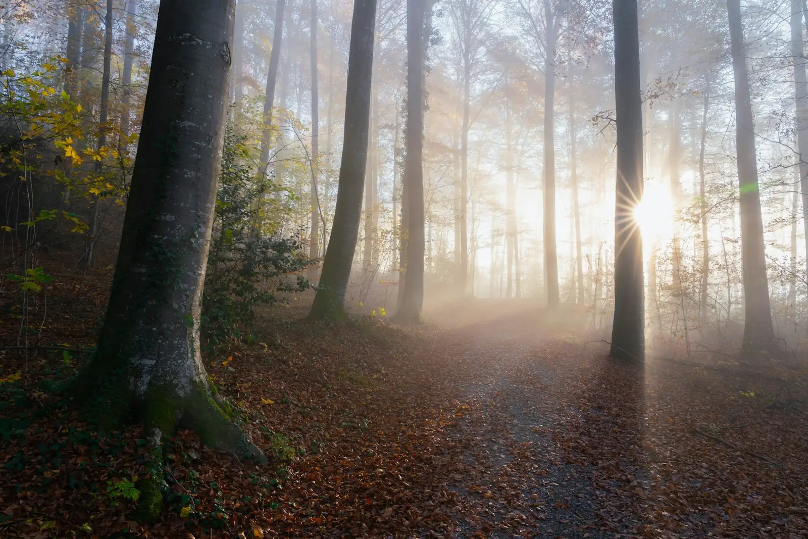 Sentier de forêt dans la brume, le soleil filtrant entre les troncs