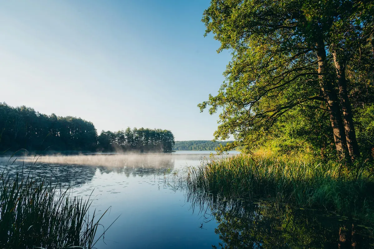 Lac paisible par un matin clair, rive boisée et roseaux